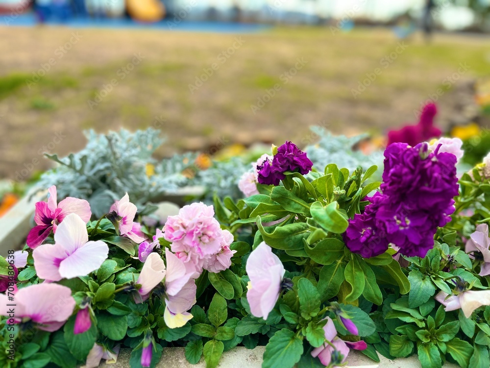 公園に咲く花 公園に咲く花