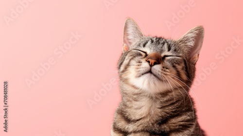 smiling tabby cat isolated on Pink Pastel background,  Copy space  banner © Kate Mova