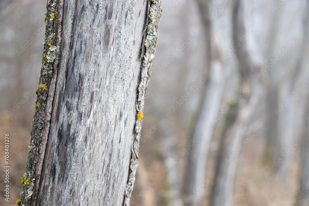 Fototapeta premium Old trees with fog in forest on background