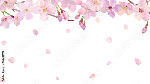 水彩の満開の桜の花の背景フレームバナー、ベクターイラスト素材、白背景、白バック、背景なし、舞う花びら　手描き、16:9