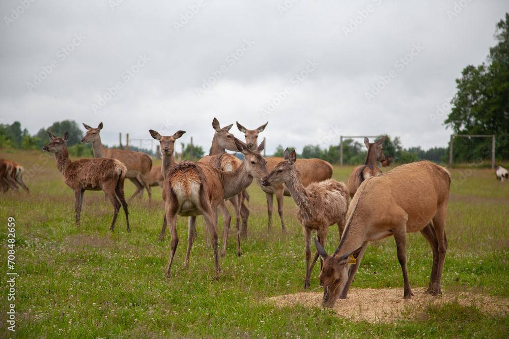 Fototapeta premium Deer in the field. Deer farm