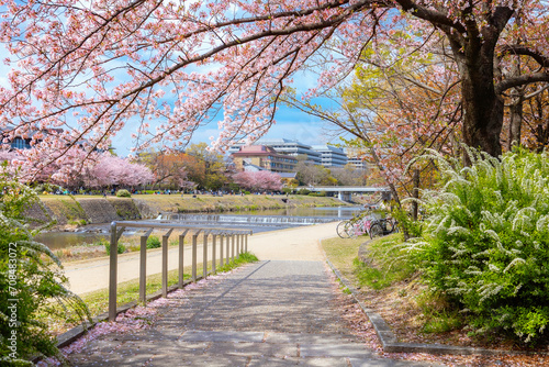 Kamogawa river  is one of the best cherry blossom spots in Kyoto city during springtime