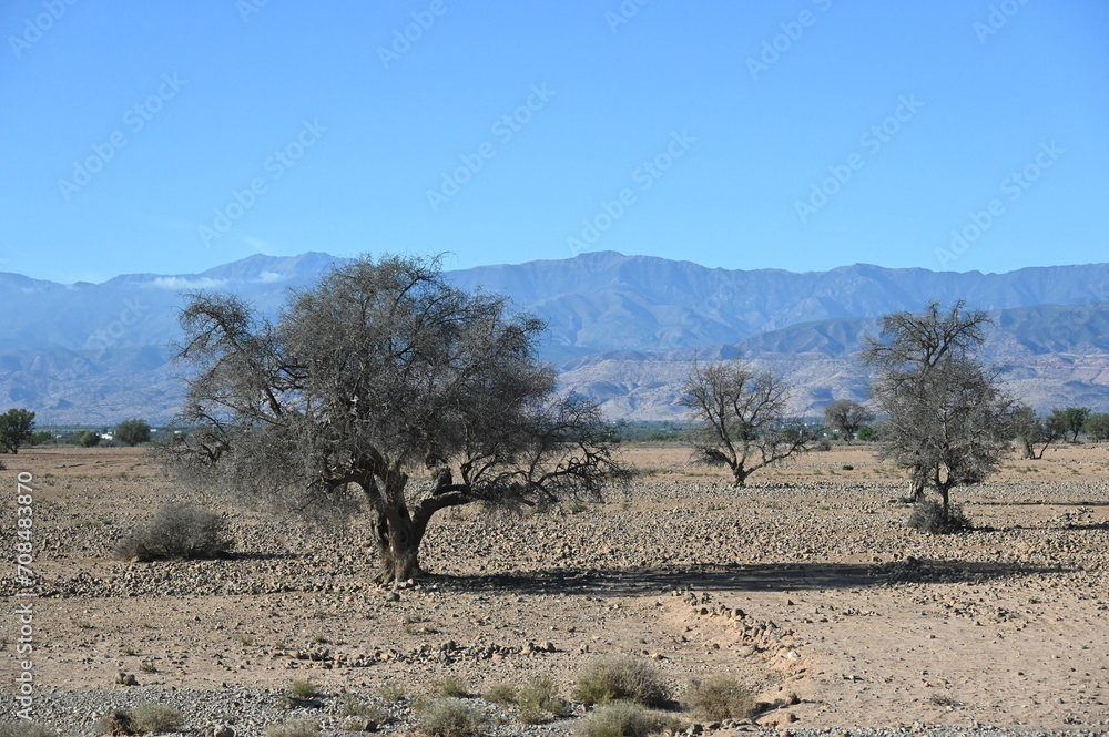 Arganbaum in karger Marokkanischer Landschaft