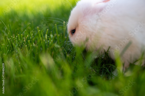 Bunny rabbit in sunset light on green grass during summer day. Baby cute tiny rabbits photography.