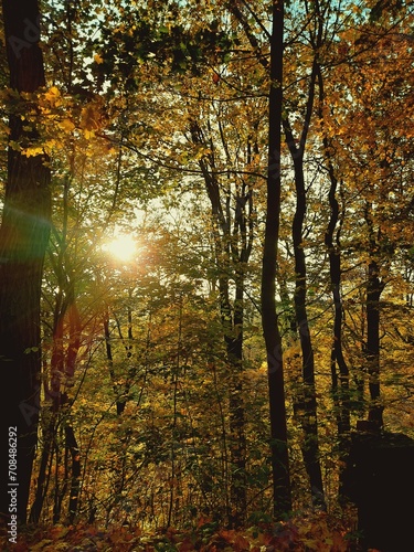 Licht das durch einen Herbstlichen Wald scheint