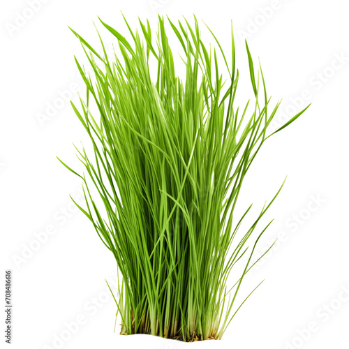 A short vertical piece of green grass cut on a transparent background. Grass with sprouts, side view, close-up.