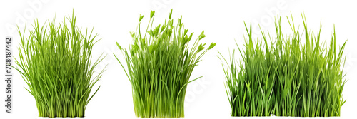 Set of different short vertical piece of green grass cut on a transparent background. Different grass with sprouts, side view, close-up.