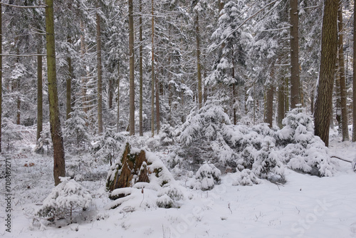 Wintertime landscape of snowy coniferous tree stand