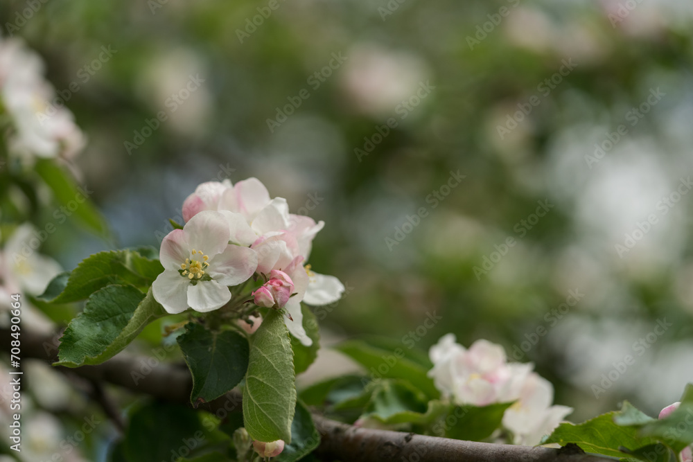 apple blossom in early summer closeup flowers apple blossom in early summer closeup flowers