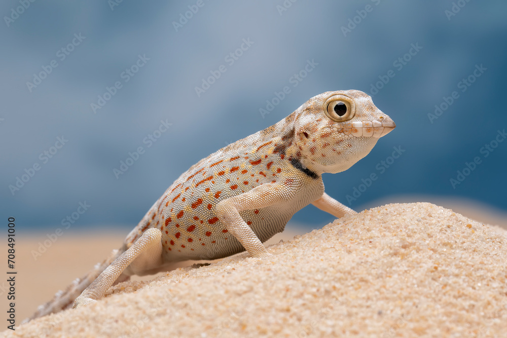 Pristurus carteri commonly known as Scorpion-tailed Gecko, or Carter’s Rock Gecko, is native to Oman and Saudi Arabia. Pristurus carteri commonly known as Scorpion-tailed Gecko, or Carter’s Rock Gecko, is native to Oman and Saudi Arabia.