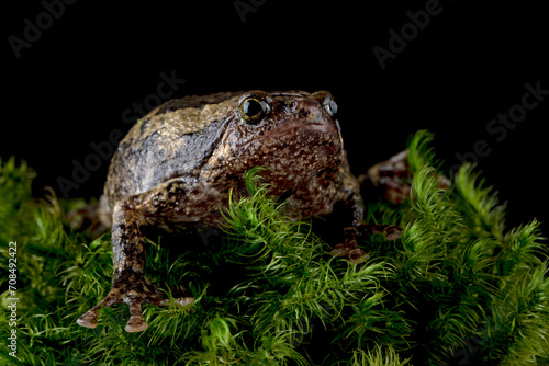 Kaloula baleata, the Flower Pot Toad or the Smooth-fingered Narrow-Mouthed Frog, is native to Borneo, Indonesia. photo