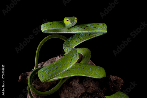 Asian Vine Snake (Ahaetulla prasina) is a species of snake native to Southern Asia.  photo