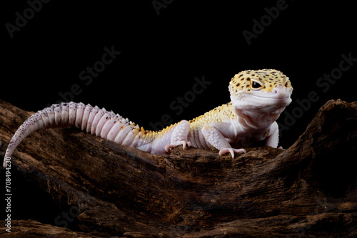 Fototapeta Naklejka Na Ścianę i Meble -  The Leopard Gecko (Eublepharis macularius) is a lizard native to South Asia.