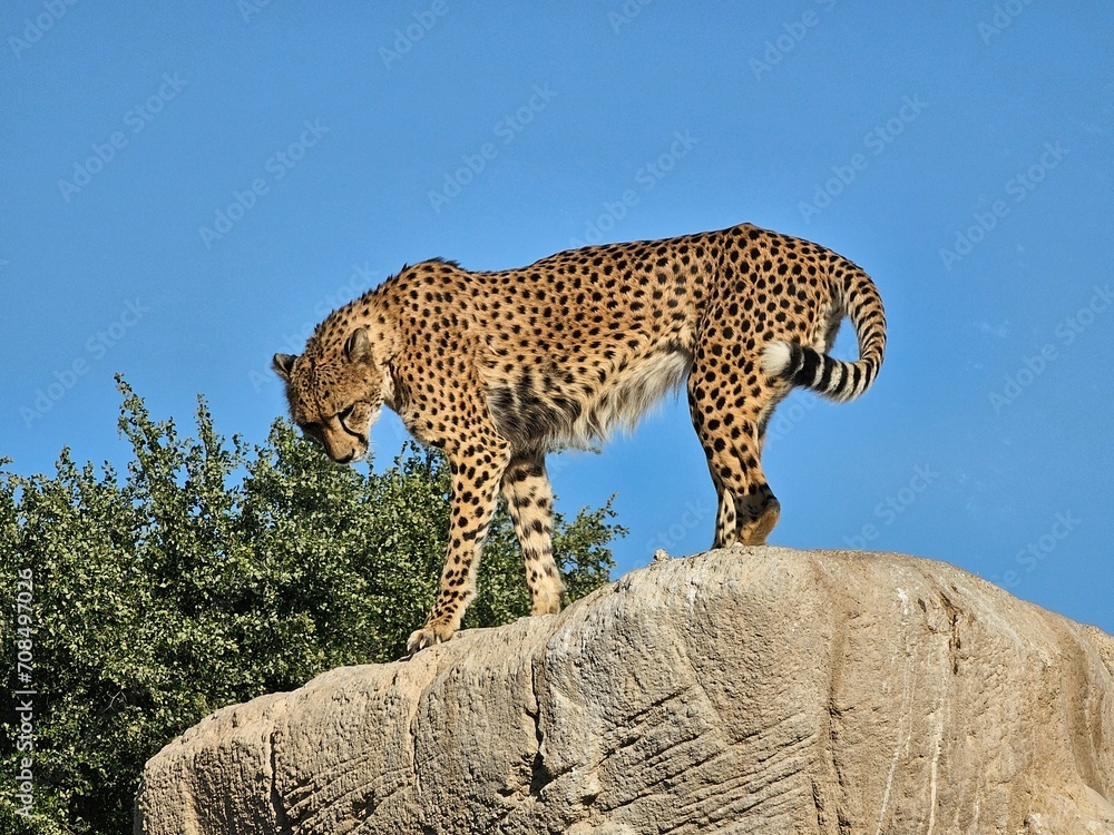 Obraz premium he jaguar, with its powerful build and distinctive rosette-patterned coat, is a symbol of strength and stealth in the wild. This apex predator roams the dense forests and swamps of the Americas