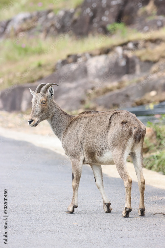 The Nilgiri Tahr, an iconic species inhabiting the majestic Western Ghats of southern India. Beautiful animal photo for wall mounting, greeting cards, seasonal greetings. Tourism. Rare animal. The Nilgiri Tahr, an iconic species inhabiting the majestic Western Ghats of southern India. Beautiful animal photo for wall mounting, greeting cards, seasonal greetings. Tourism. Rare animal.
