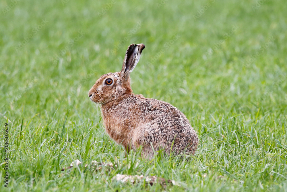 Fototapeta premium European Hare (Lepus europaeus) sitting in a field, taken near Salisbury, UK.