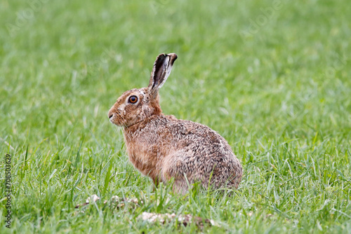 European Hare (Lepus europaeus) sitting in a field, taken near Salisbury, UK.