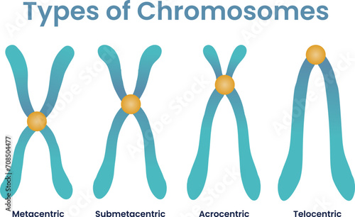 illustration of four chromosomes types