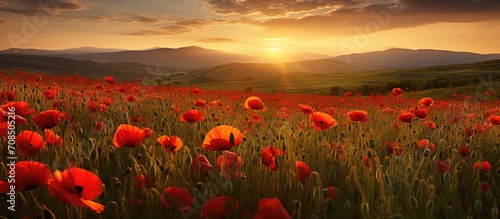 Gorgeous field of red poppies.