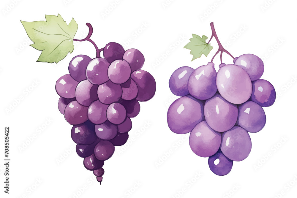 cute grape watercolor vector illustration