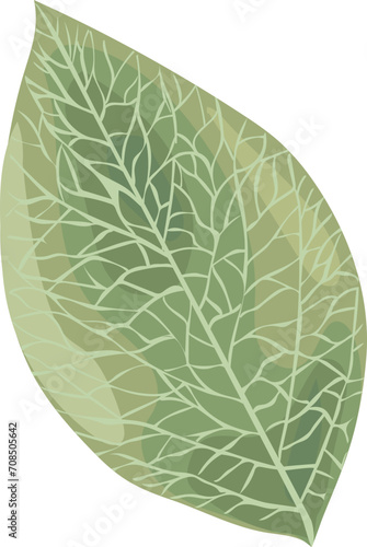 Leaf illustration on transparent background. 