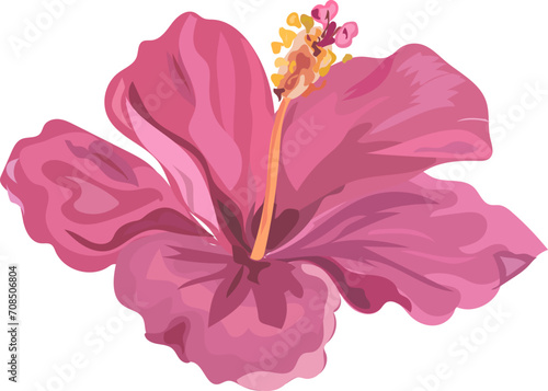 Hibiscus flower watercolor illustration on transparent background.

