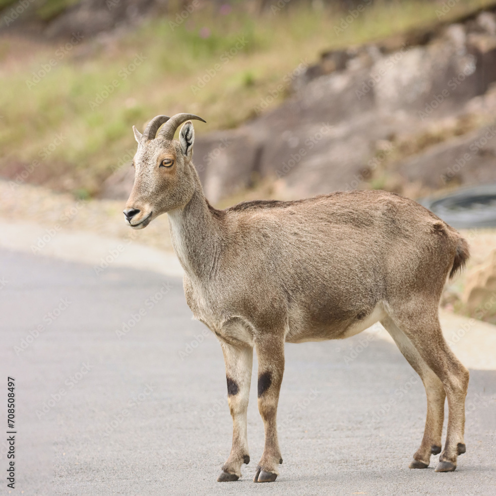 The Nilgiri Tahr, an iconic species inhabiting the majestic Western Ghats of southern India. Beautiful animal photo for wall mounting, greeting cards, seasonal greetings. Tourism. Rare animal. 