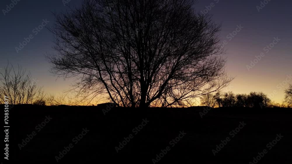 The silhouette of a tree appears from among the branches in a drone flight backwards at dawn The silhouette of a tree appears from among the branches in a drone flight backwards at dawn