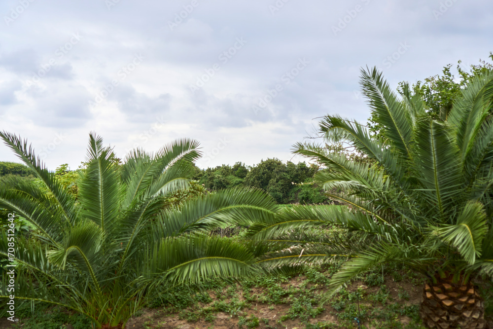 Fototapeta premium Palm trees and farmland in jeje island