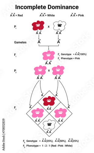 Diagram of Incomplete Dominance with flower, law of segregation, vector illustration. 