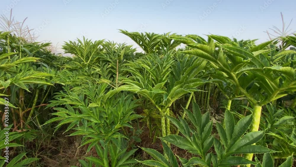 Porang or tuber plant (Amorphophallus muelleri) crop agricultural field Porang or tuber plant (Amorphophallus muelleri) crop agricultural field