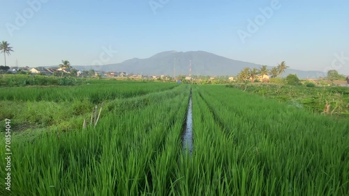 Indonesian Green rice field scenery in a village with mountain background photo