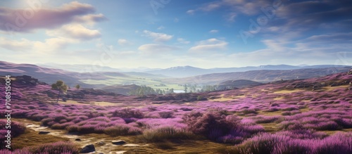 Purple heather blankets the scenic hillside and moorland beneath an open sky.