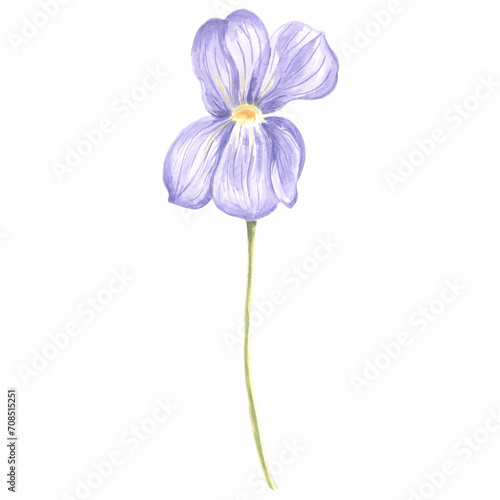 Watercolor flower of wild violet Isolated hand drawn illustration spring blossom field pansy Viola. Botanical drawing template for card, print on packaging, tableware, textile and sticker, embroidery