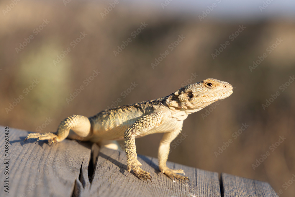 Close up of Caucasian agama reptile lizard in Vashlovani national park protected area Close up of Caucasian agama reptile lizard in Vashlovani national park protected area