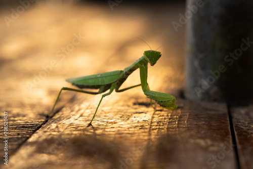 closeup of praying mantis on a wooden table with red sunset light photo