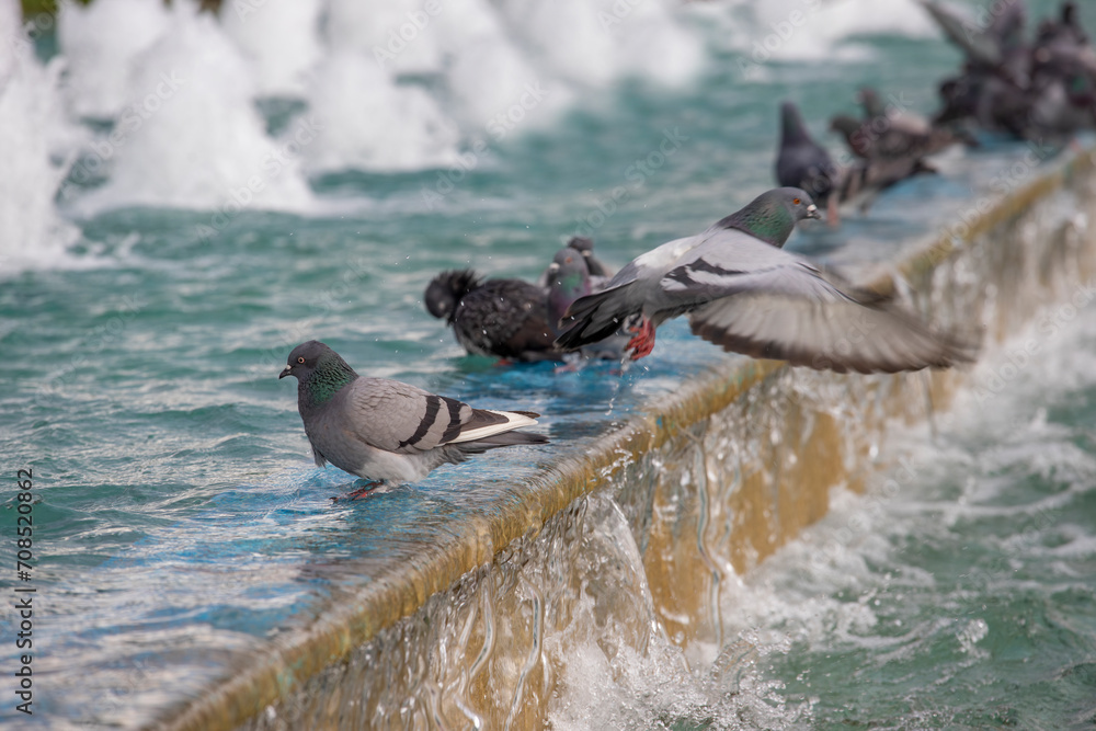 Fototapeta premium Pigeons coming to drink water and cool off in water