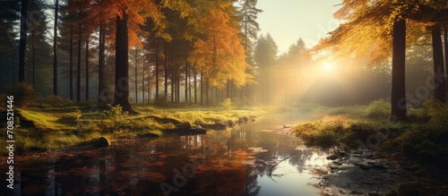 Autumn landscape with panoramic forest sunlight