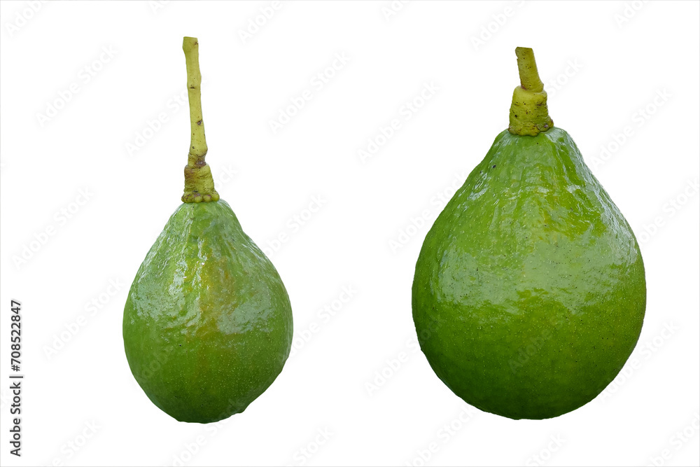 Green avocado fruit isolated on white background, ripe avocado Green avocado fruit isolated on white background, ripe avocado