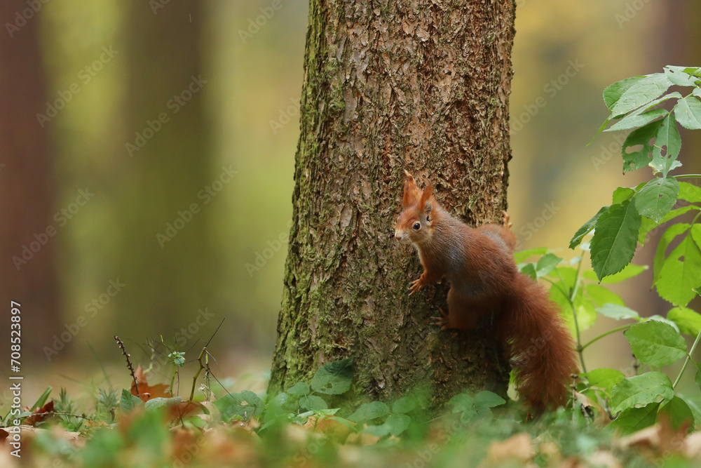 Cute red squirrel (Sciurur vulgaris) climbing on tree trunk bark in autumn forest. Photo with nice blured colors in background.