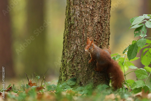Cute red squirrel (Sciurur vulgaris) climbing on tree trunk bark in autumn forest. Photo with nice blured colors in background.