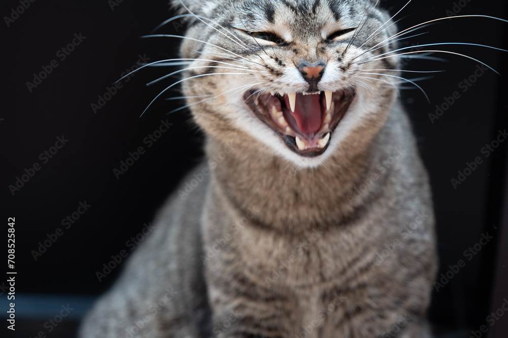 Laughing cat on black background. High quality photo Laughing cat on black background. High quality photo