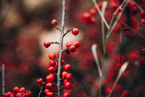 Cotoneaster dammeri background. Autumn plant background. Macro shot of red berries. Close-up on berries of Cotoneaster dammeri in winter. photo