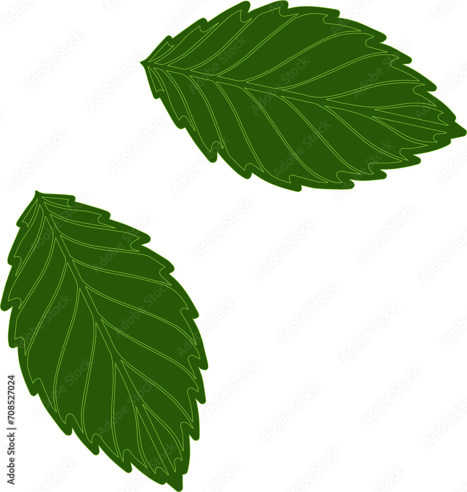 Obraz premium green leaves hand drawn illustration isolated on transparent or white background 