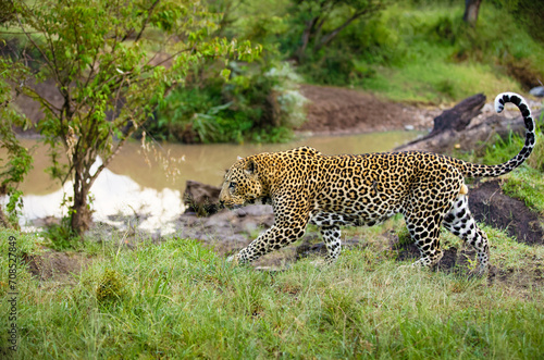 Male leopard   Panthera Pardus  passing by  Olare Motorogi Conservancy  Kenya.