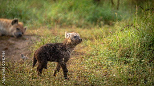 A spotted hyena pup (Crocuta crocuta) exploring, Olare Motorogi Conservancy, Kenya.