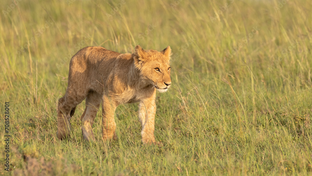 Lion cub ( Panthera Leo Leo) walking and keeping up the pride, Olare Motorogi Conservancy, Kenya. Lion cub ( Panthera Leo Leo) walking and keeping up the pride, Olare Motorogi Conservancy, Kenya.