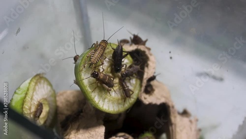 cicada insects or Gryllidae, feeding on the midribs of banana trees. photo