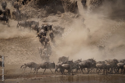 african wildlife, gnu antelopes river crossing, stampede