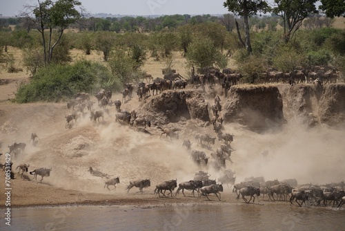Canvastavla african wildlife, gnu antelopes river crossing, stampede